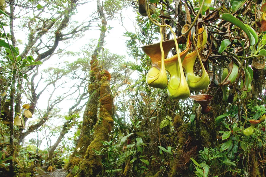 Maragang-hill-trekking-tour-package