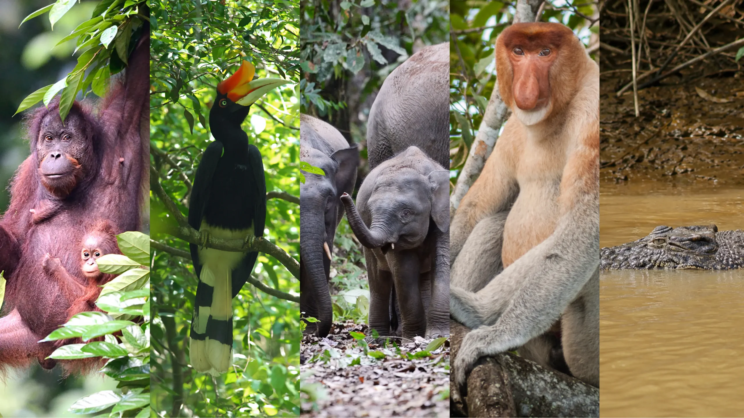Borneo Big 5: Wildlife You Can See in Sabah