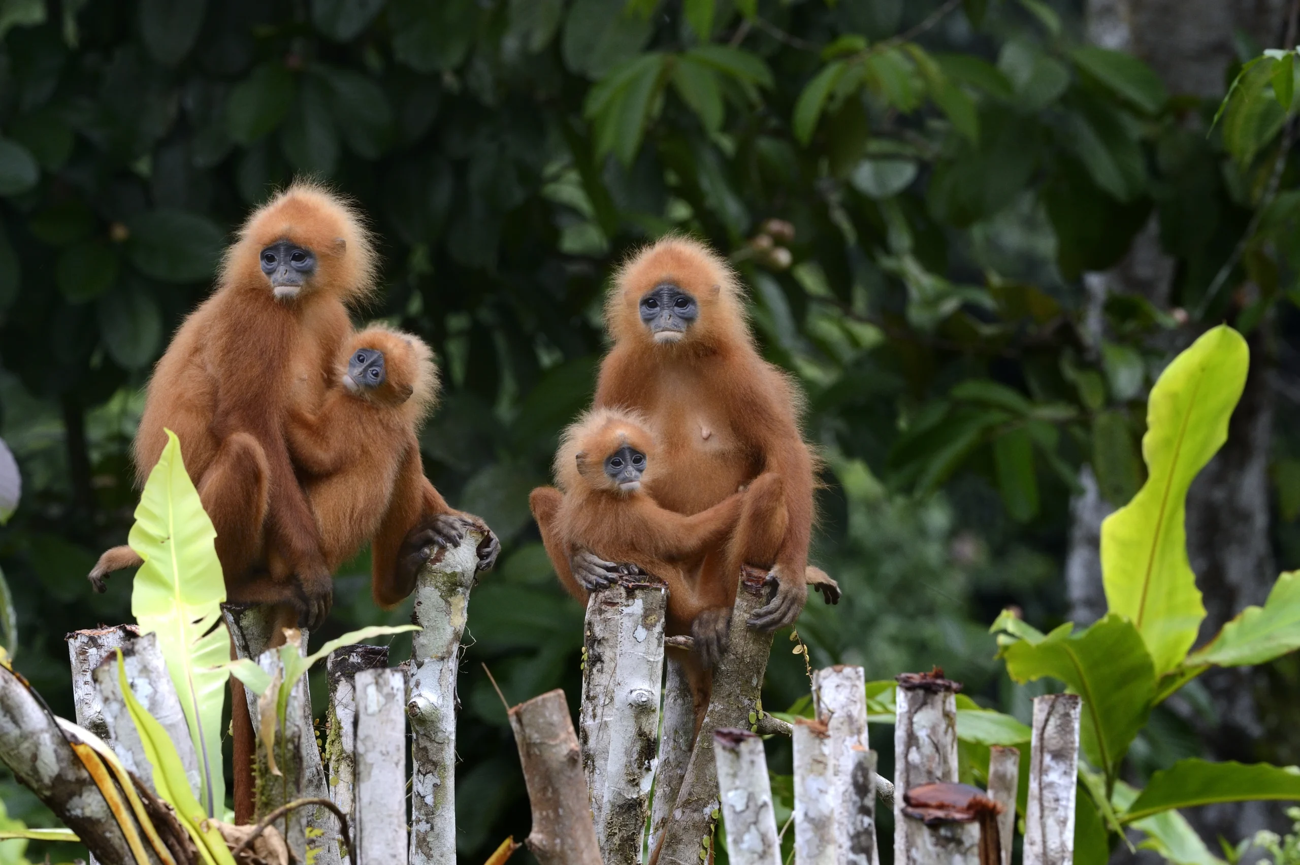 8D7N Borneo Wildlife Tour in Sabah’s Top Conservation Areas