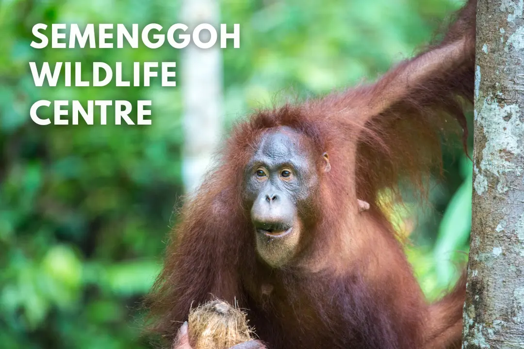 Semenggoh Wildlife Centre, Sarawak