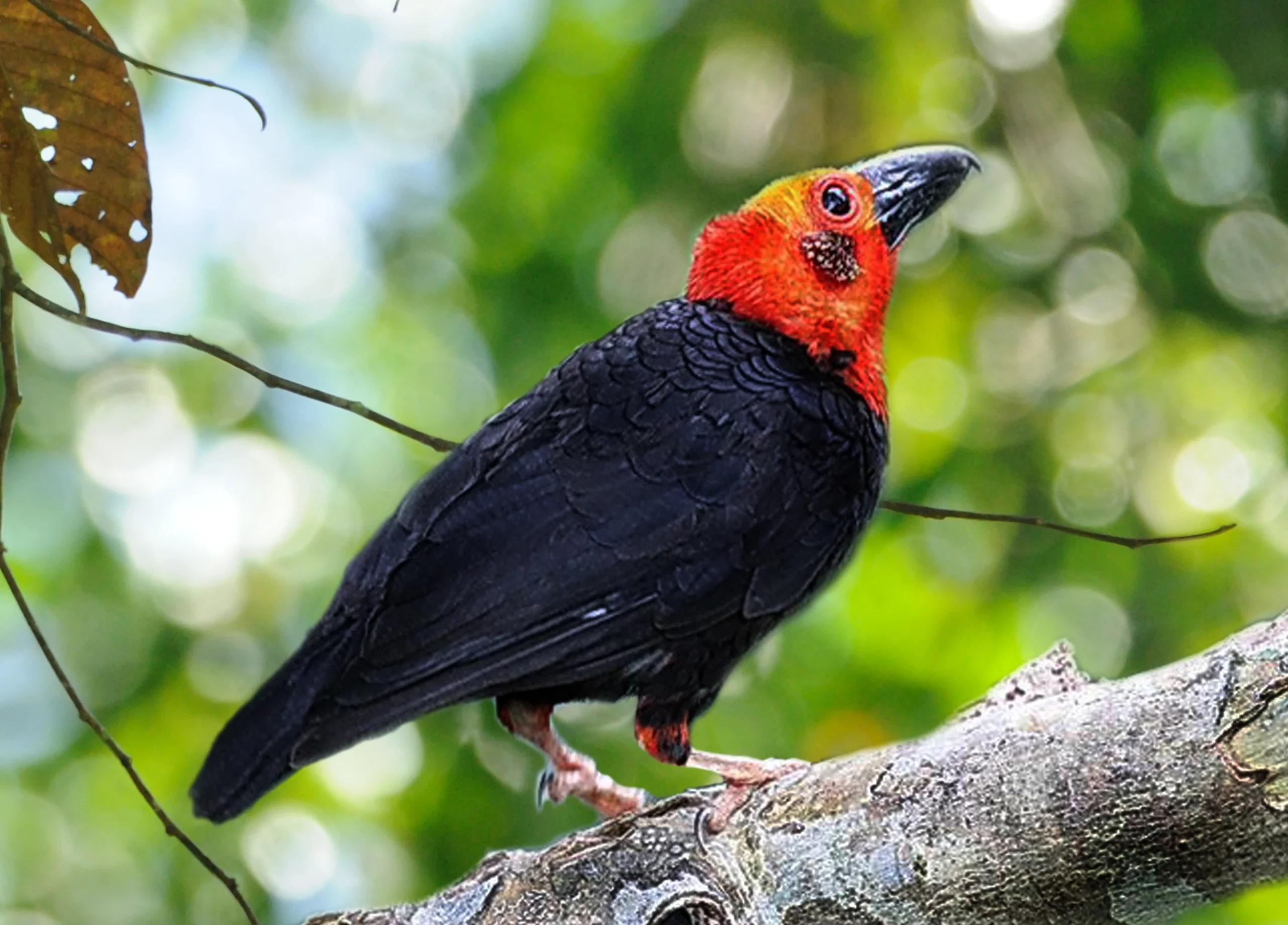Birdwatching in Danum Valley: Best Birds and Tips (2026)