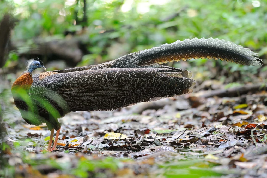 Birdwatching in danum valley