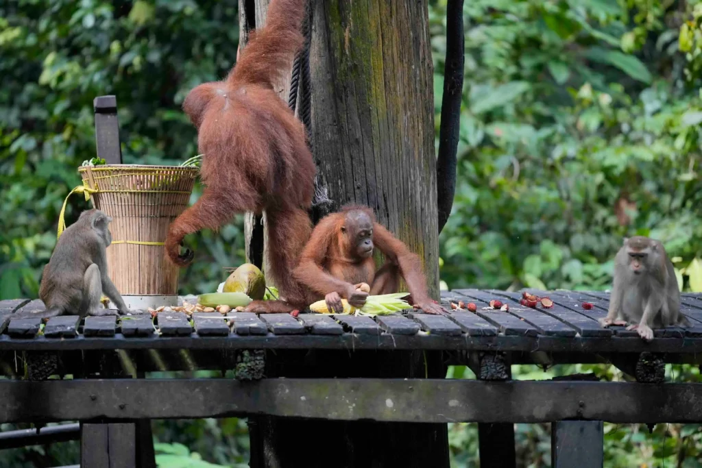 Where to See Wild Orangutans in Sabah