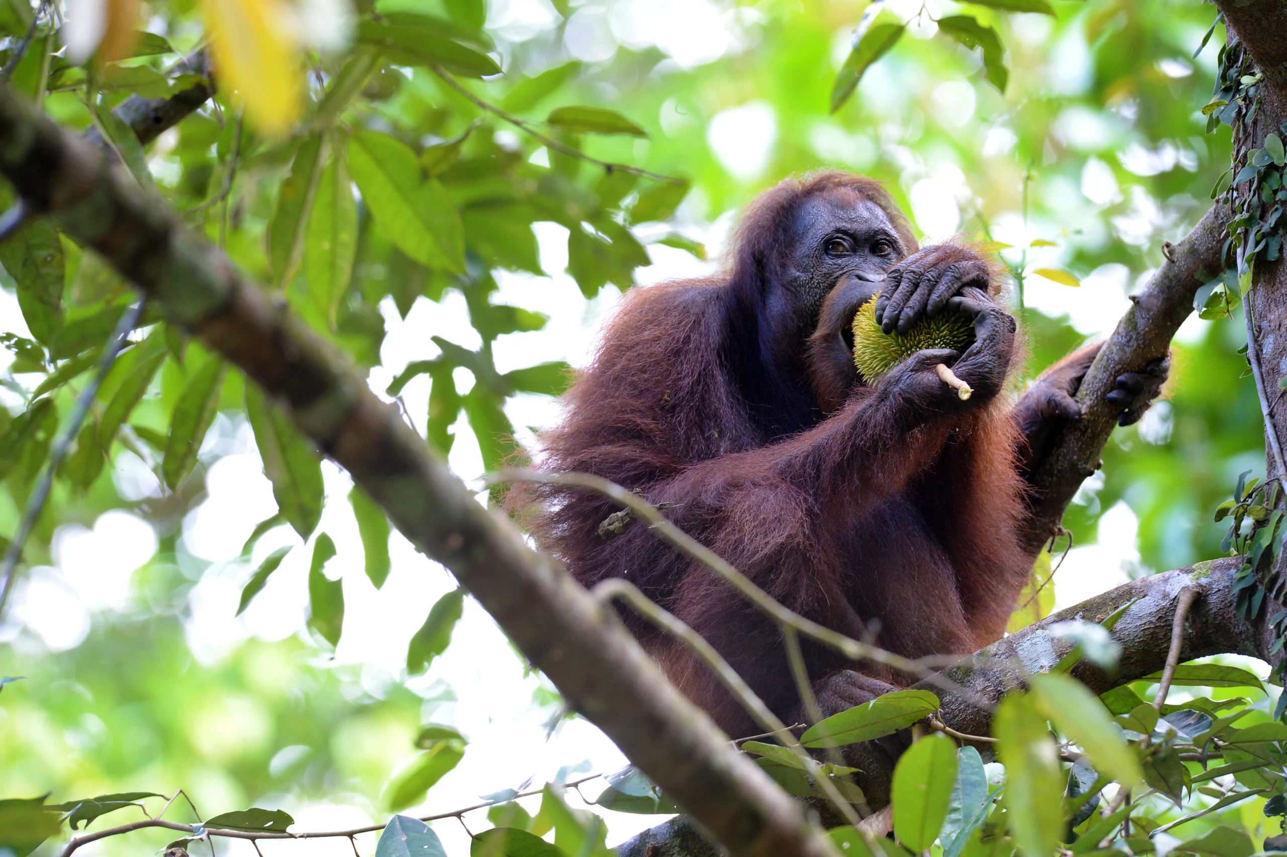 Where to See Wild Orangutans in Sabah: 4 Best Places to Visit